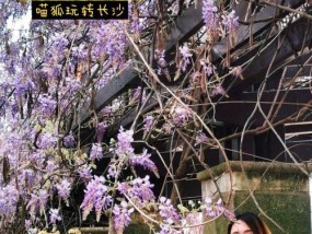手机拍照长廊美景设置技巧？最佳参数推荐？