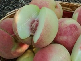 水蜜桃的储存和冷藏技巧（如何正确保存和冷藏水蜜桃）