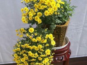 菊花手机售后服务如何？用户评价有哪些？