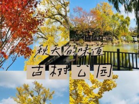秋风的相机丢失了怎么办？