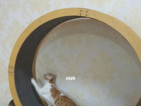 猫跑步机脱轨的应对方法（保护猫咪安全）