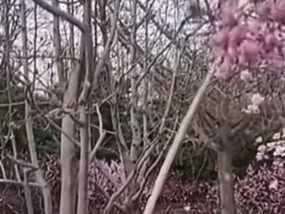 保洁拿竹竿打花后续！景区:让打掉残花，干活的理解错了，已开除