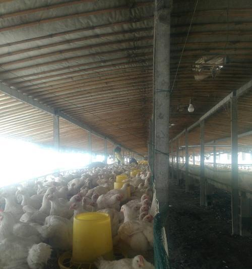 鸡棚巡视摄像头怎么用手机拍照？操作步骤是什么？  第3张