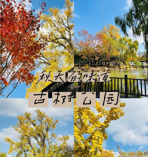 秋风的相机丢失了怎么办? 第1张 秋风的相机丢失了怎么办? 第1张